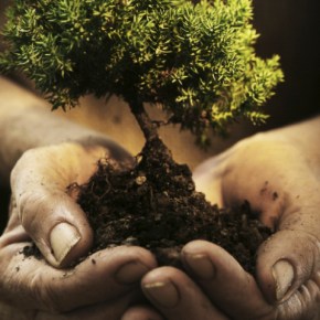 Ik ga op reis en ik neem mee… een&nbsp;boom!