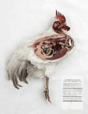 Cigarette butts kill wildlife. Chicken.