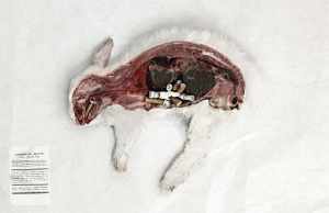 Cigarette butts kill wildlife. Rabbit.