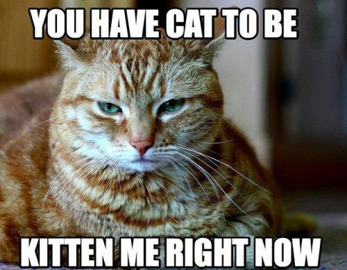 d874672d97_1382084323_CAT-PUN__list-noup