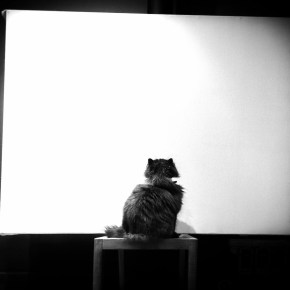 Miauwkes, het is&nbsp;poëzieweek!